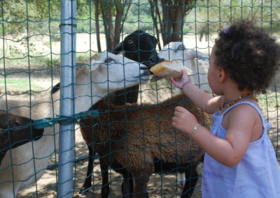 Goats after-school snack!