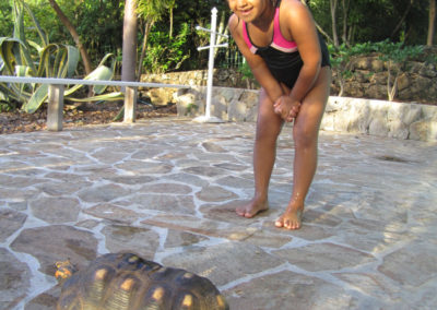 discovering the land turtles